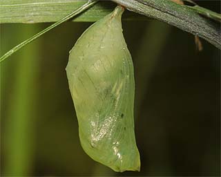 Pupa shortly after formation