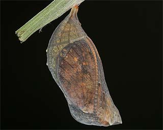 Pupa just before emergence