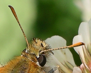 Small and Essex Skipper antennae don't have a sharp hook and only bend outwards a little near the tip