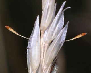 The rufous-coloured forward-pointing face of the antennae says this is a roosting Small Skipper and not an Essex Skipper
