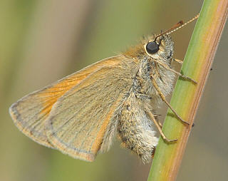 Female laying into a grass stem.