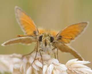 Small Skipper has rufous-coloured forward-pointing face to antennae when viewed head on.