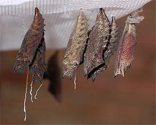 Pupae bred-through at home. These had been parasitized by <i>Sturmia bella</i>.