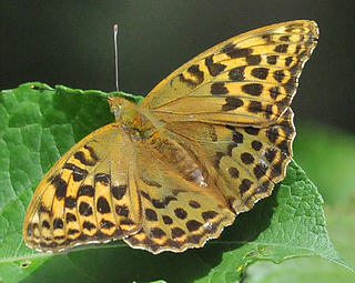 Female. Can be confused with Dark Green Fritillary