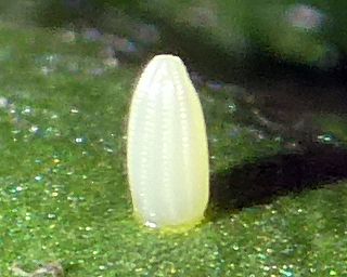 Eggs are laid singly on underside of foodplant.