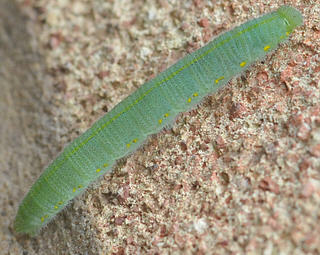 Larva has pairs of yellow spots on sides and pale yellow stripe along back.