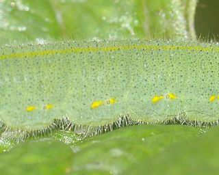 A close-up of the larval yellow side spot pairs and the yellow dorsal stripe