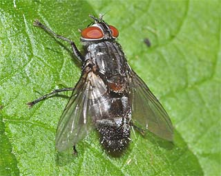 <i>Sturmia bella</i> the newly arrived parasitoid fly that affects this species.