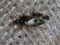 Reference :  Anthocoris nemorum  - P1310818