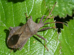 Reference :  Coreus marginatus - Dock Bug  - P1280788