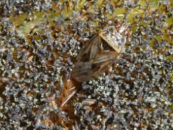 Reference :  Chilacis typhae  - P1330072