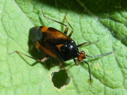 Reference :  Deraeocoris ruber  - P1310963