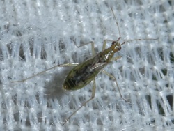 Reference :  Dicyphus stachydis  - P1310225
