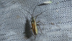 Reference :  Leptopterna dolabrata  - P1320532
