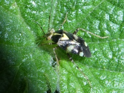 Reference :  Liocoris tripustulatus  - P1310878