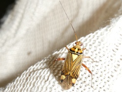 Reference :  Rhabdomiris striatellus  - P1000611