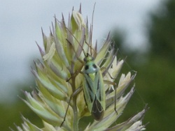 Reference :  Stenotus binotatus  - P1310138