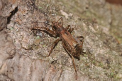 Reference :  Himacerus apterus  - KGB 3611