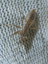 Reference :  Nabis limbatus  - P1330197