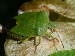 Reference :  Palomena prasina - Common Green Shieldbug  - P1280601