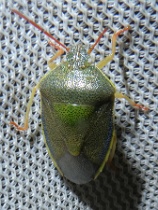 Reference :  Piezodorus lituratus - Gorse Shieldbug  - P1350610