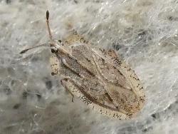 Reference :  Tingis ampliata  - P1000491