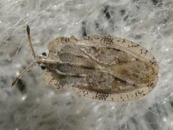 Reference :  Tingis ampliata  - P1000493