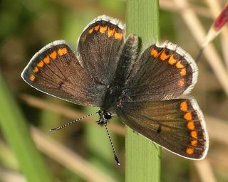 Female - orange spots reach leading edge of forewing.