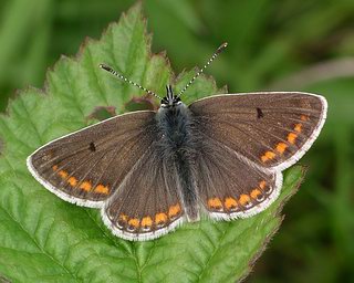 Male - orange spots don't reach leading edge of forewing.