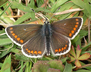 Occasionally there may be white spots on the forewings