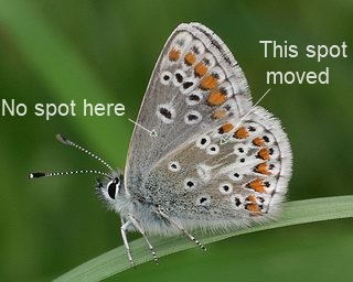 Brown Argus underside.