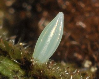 Egg on buckthorn.  