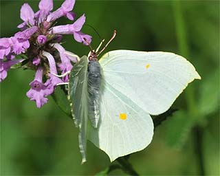 Female upperside - can only be seen in photos. 