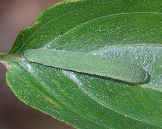 Larva resting in the classic mid-leaf position.  