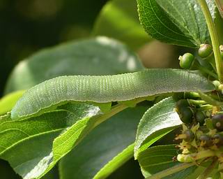 Large nearing pupation. 