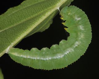 Larva beginning to pupate. 