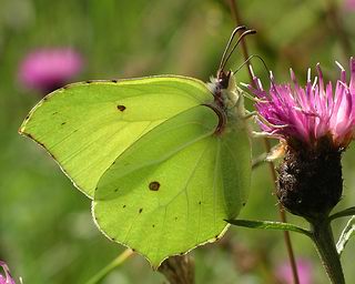 Male - distinctively yellow.  