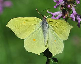 Male upperside - can only be seen in photos.  