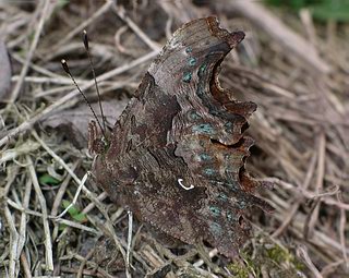 Underside of overwintering form.