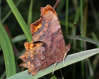 Underside of <i>Hutchinsoni</i> form.