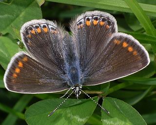 Female - brown form, which can be confused with Brown Argus. There are usually a few blue scales scattered on the wings, as on the fore wings of this one</A>. 