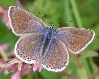 Female