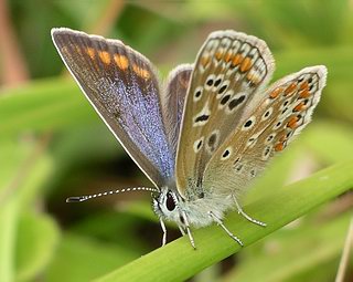 Female