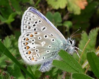 Male underside