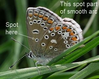 Female Common Blue underside. Note the extra forewing spot close to the body and also the smooth 