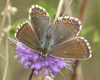 Female.