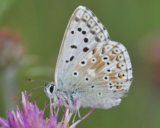 Male underside.