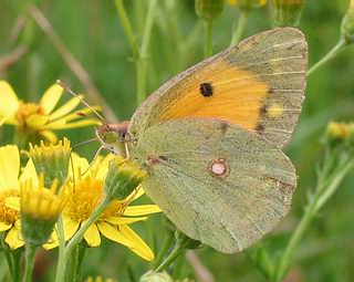 Female. (The holes in the dark band showing through the forewing distinguish the sexes)