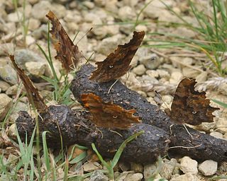 Five adults feeding on dog muck.