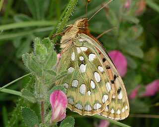 Female underside